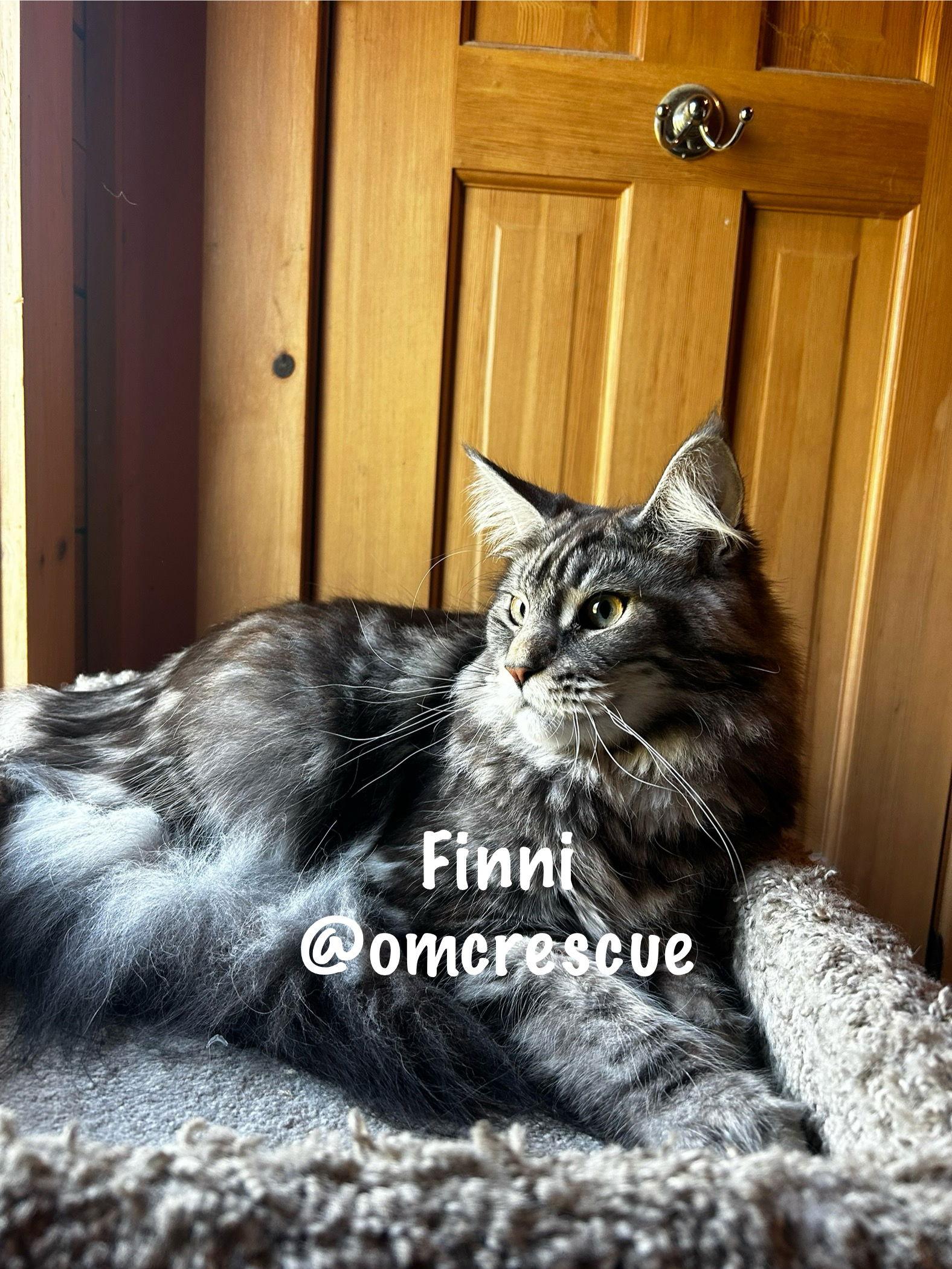 Loki & Finni, a Adopted Maine Coon in Absecon, NJ image 1/3