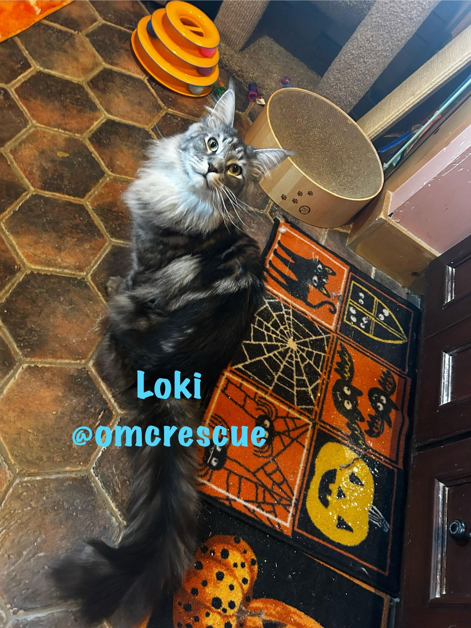 Loki & Finni, a Adopted Maine Coon in Absecon, NJ image 2/3