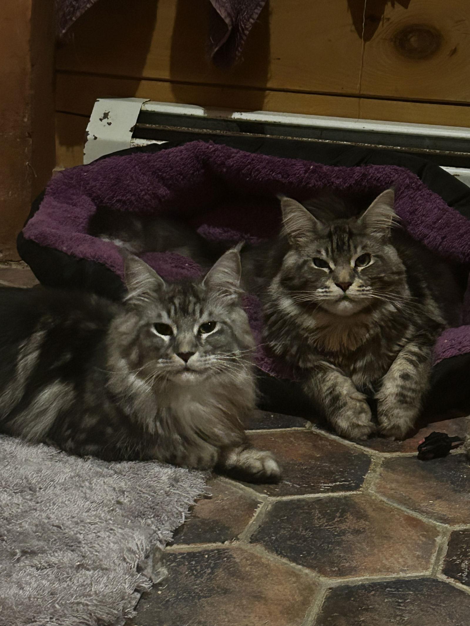 Loki & Finni, a Adopted Maine Coon in Absecon, NJ image 3/3