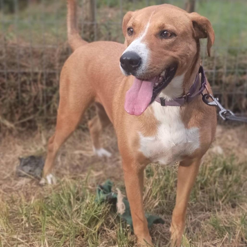 Honey, a Adoptable mixed breed in Lancaster, OH image 1/3