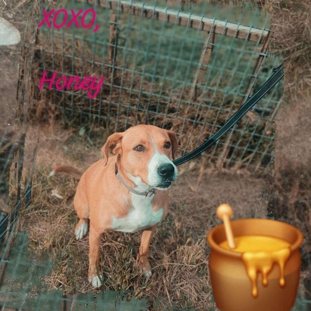 Honey, a Adoptable mixed breed in Lancaster, OH image 2/3