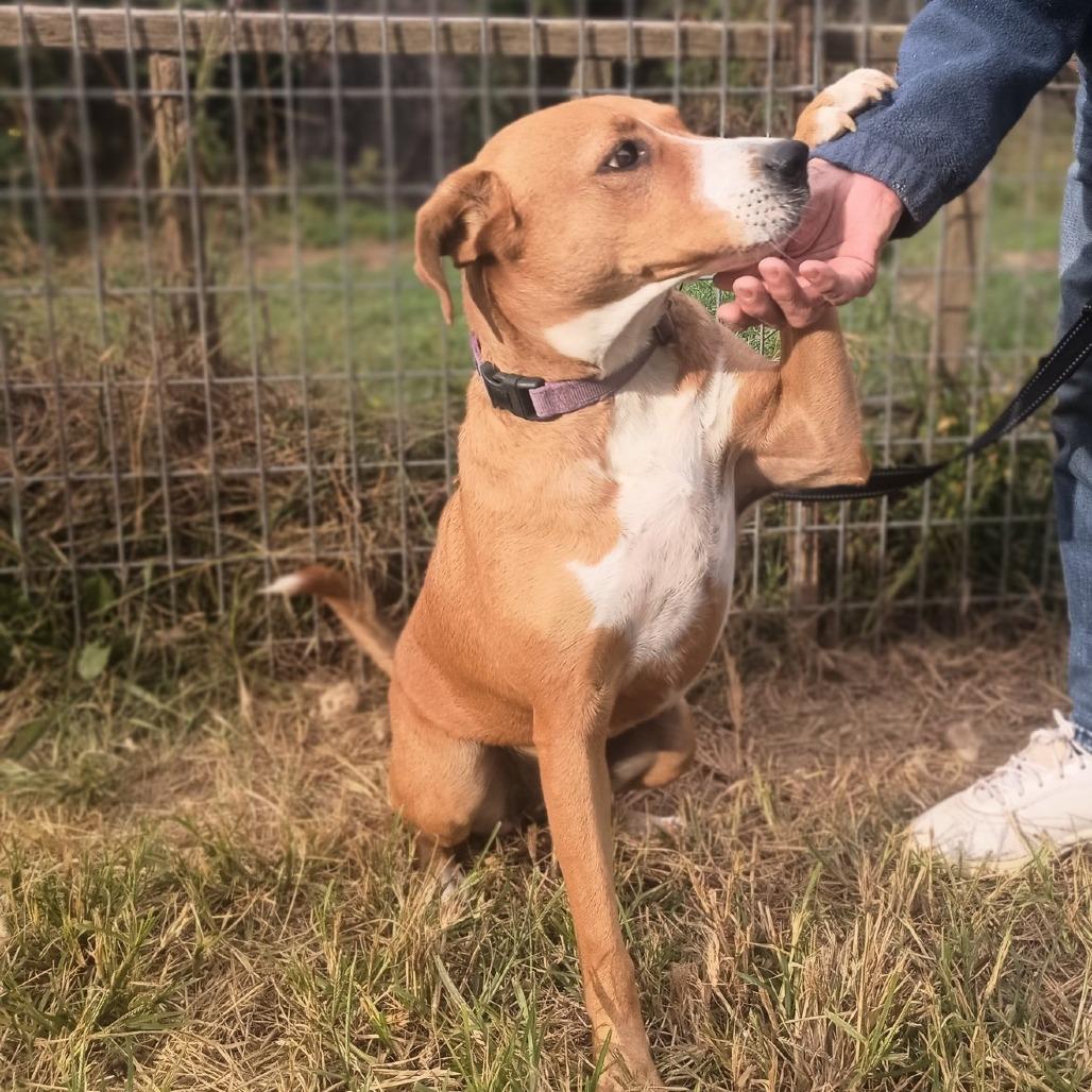 Honey, a Adoptable mixed breed in Lancaster, OH image 3/3