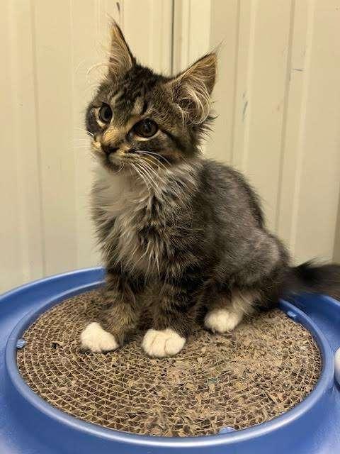 JOSIE, an adoptable Domestic Long Hair in Ironwood, MI, 49938 | Photo Image 2