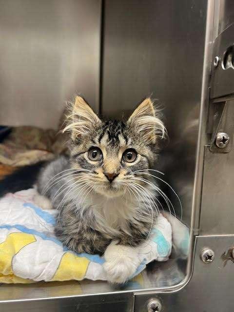 JOSIE, an adoptable Domestic Long Hair in Ironwood, MI, 49938 | Photo Image 1