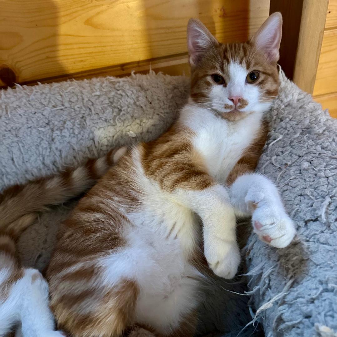 Enlarge Manchego (Manny), an adopted Domestic Short Hair in Stockholm, WI image 3/6