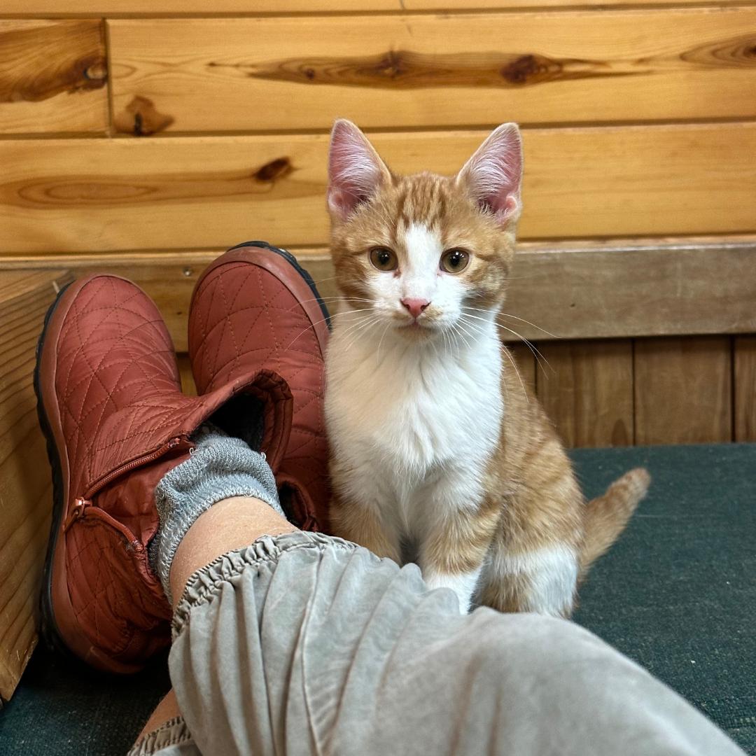 Enlarge Manchego (Manny), an adopted Domestic Short Hair in Stockholm, WI image 4/6