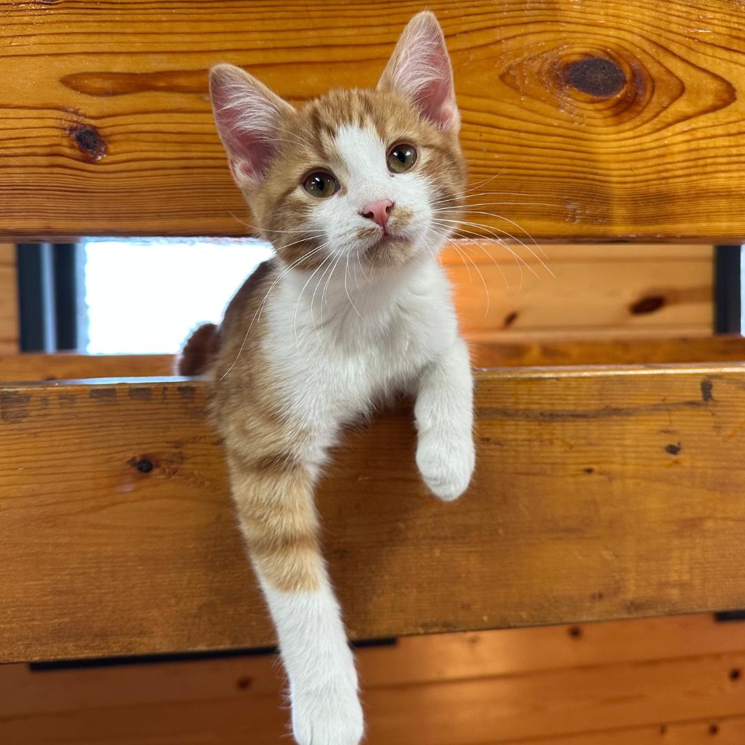 Enlarge Manchego (Manny), an adopted Domestic Short Hair in Stockholm, WI image 1/6