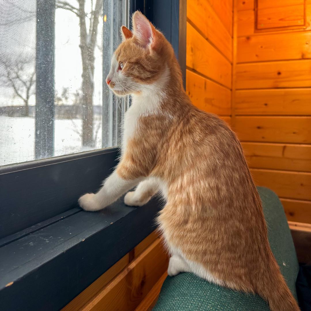 Enlarge Manchego (Manny), an adopted Domestic Short Hair in Stockholm, WI image 5/6