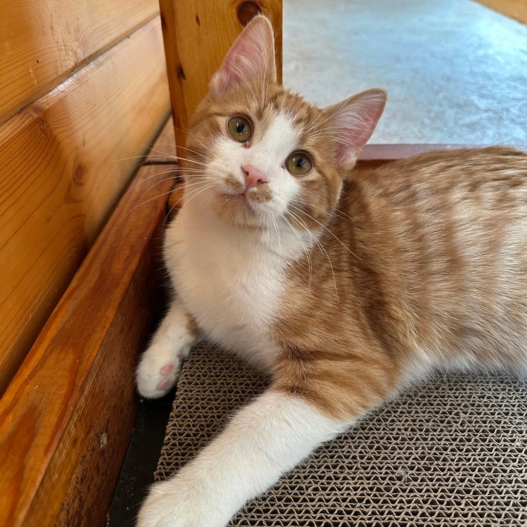 Enlarge Manchego (Manny), an adopted Domestic Short Hair in Stockholm, WI image 2/6