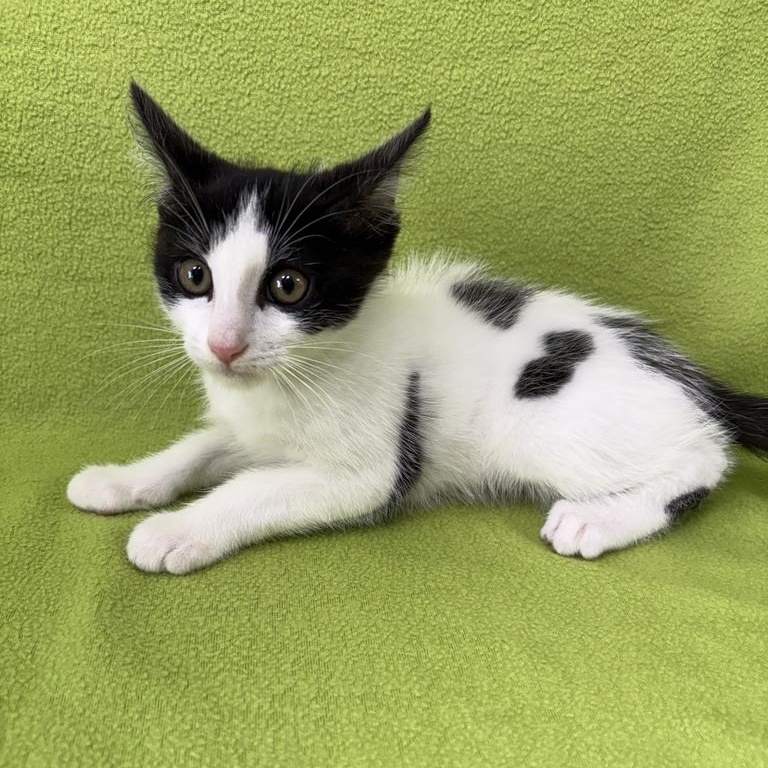 Enlarge Spot, an adopted Domestic Short Hair in Valdosta, GA image 2/2