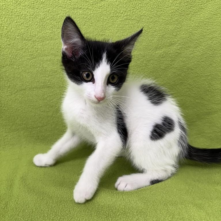 Enlarge Spot, an adopted Domestic Short Hair in Valdosta, GA image 1/2