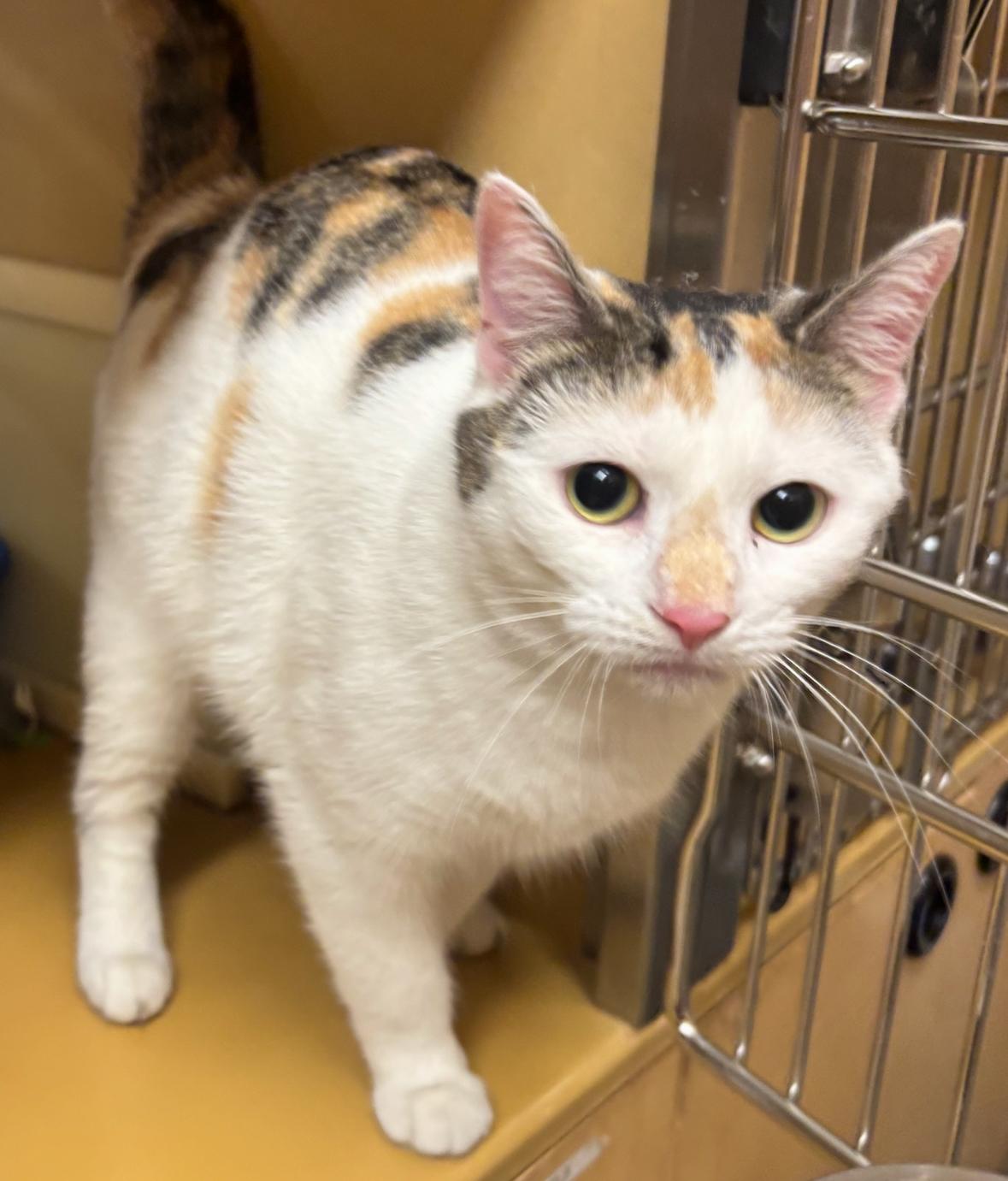 Enlarge Eleanor, a Adoptable mixed breed in North Haven, CT image 1/1