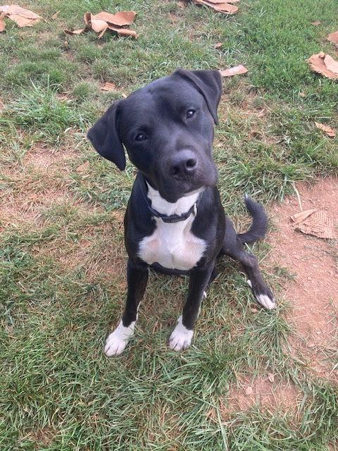 Enlarge Astro, a Adopted Black Labrador Retriever in Westminster, MD image 3/3