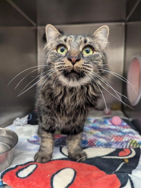 Maude, Adoptable, Adult Female Domestic Long Hair.