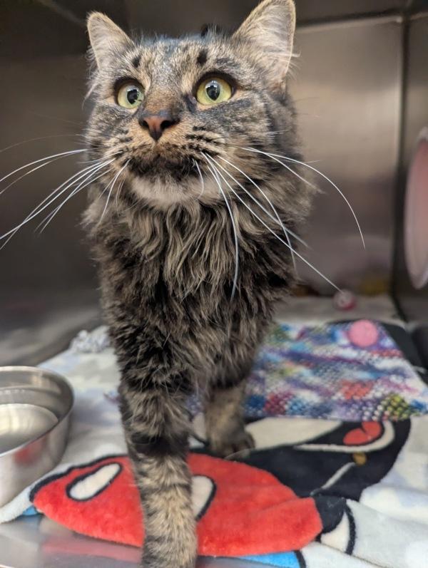 Maude, Adoptable, Adult Female Domestic Long Hair.