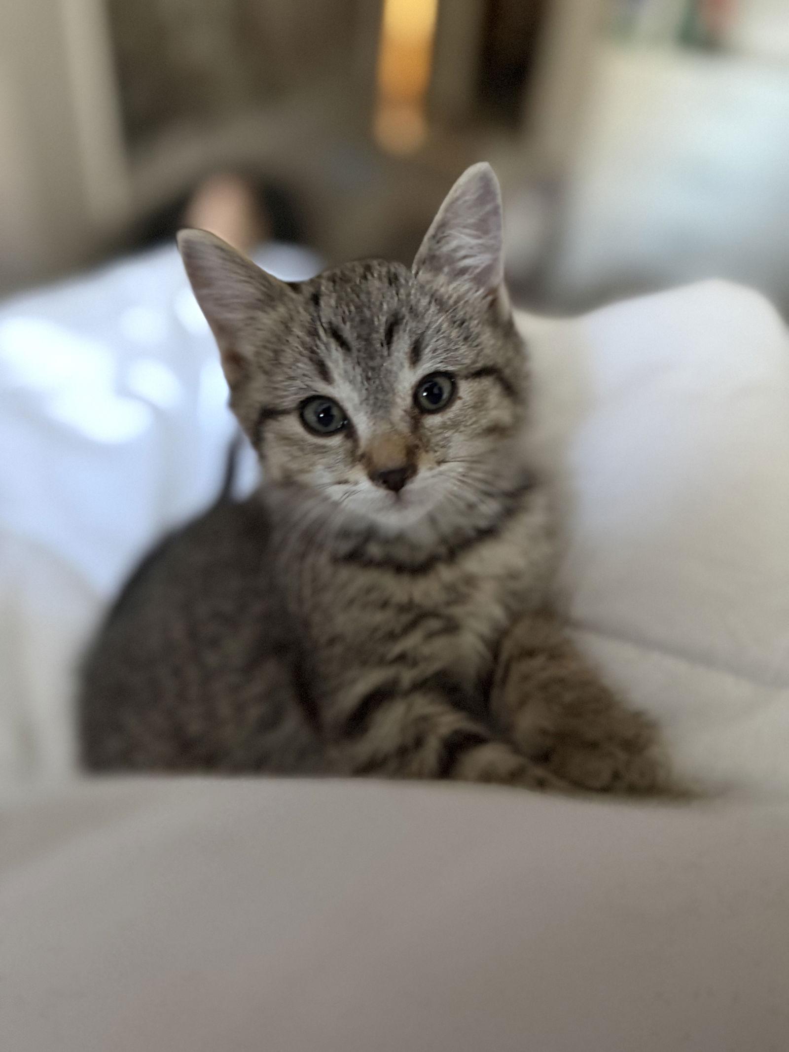 Forrest, a Adoptable Domestic Short Hair in Minneapolis, MN image 1/2