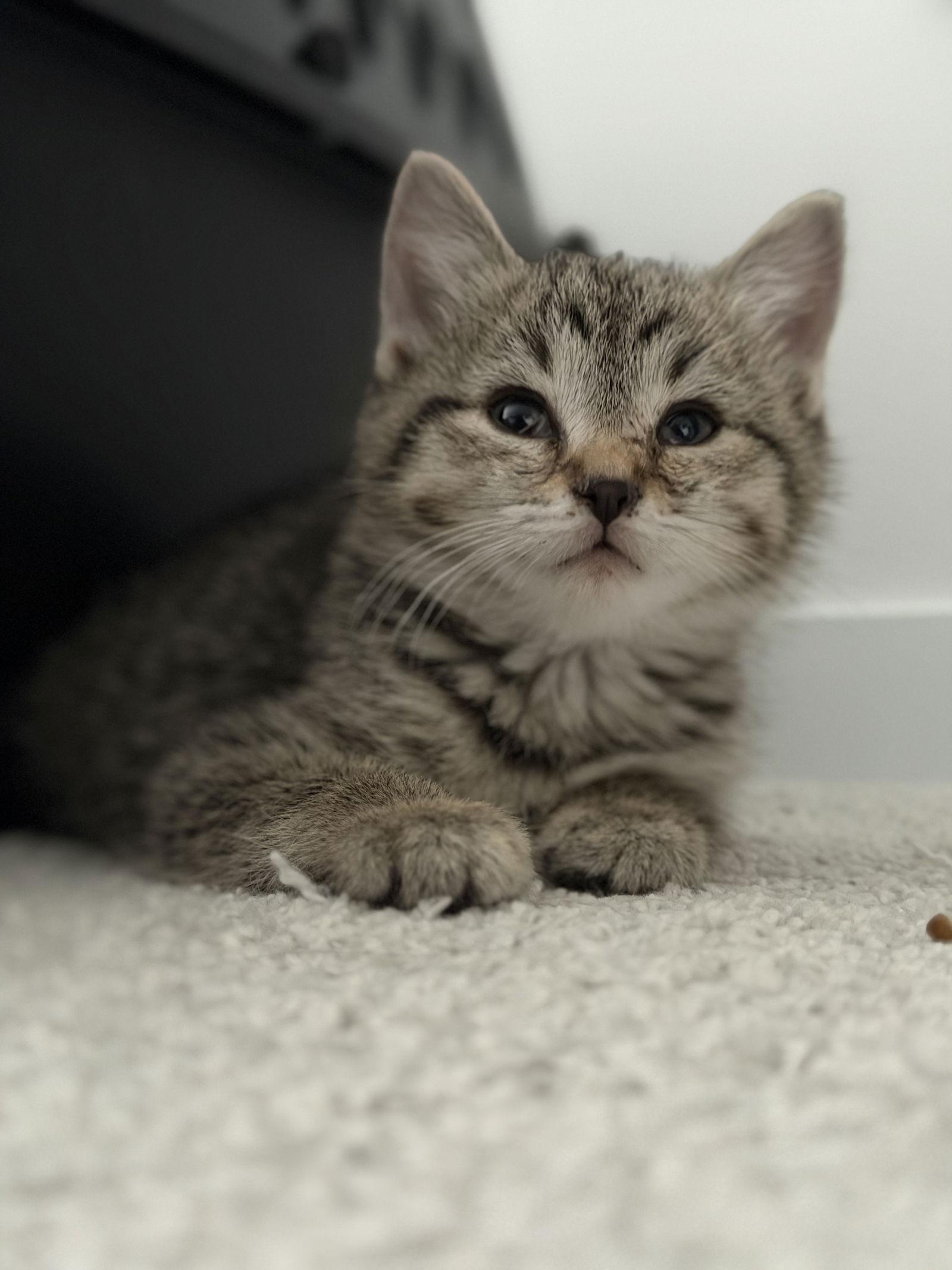 Forrest, a Adoptable Domestic Short Hair in Minneapolis, MN image 2/2
