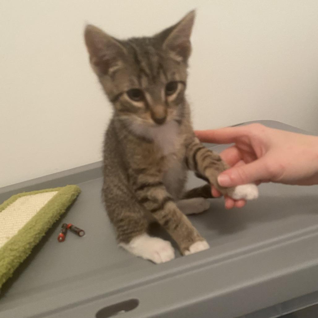 Sal, Adoptable, Young Male Domestic Short Hair.