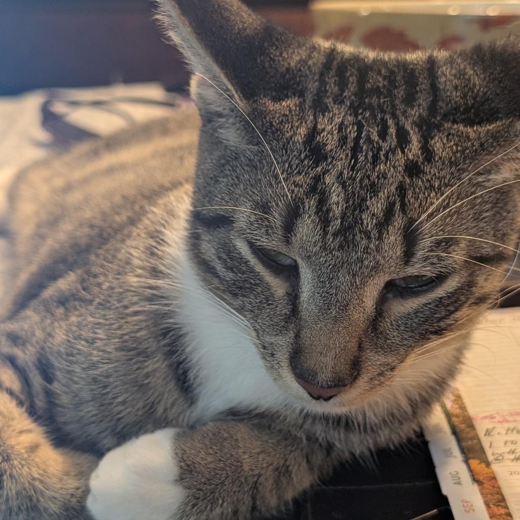 Enlarge Sal, a Adoptable Domestic Short Hair in Bel Air, MD image 2/2