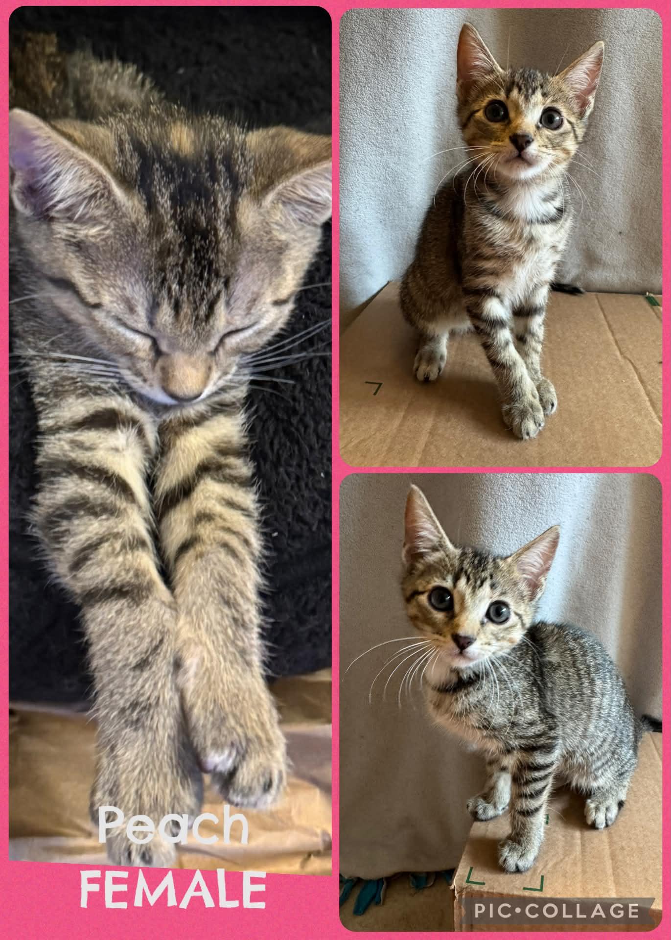 Peach, ADOPTABLE, Kitten Female Domestic Short Hair.