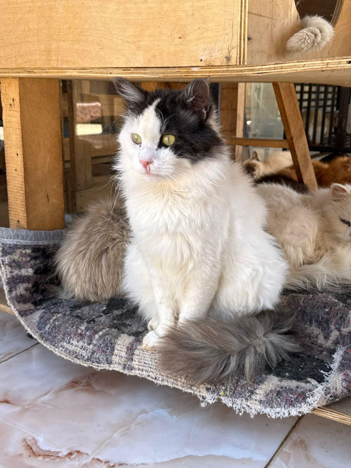 Enlarge Lumi - Susan Tao & Willis Xu, an adopted mixed breed in Brampton, ON image 4/4