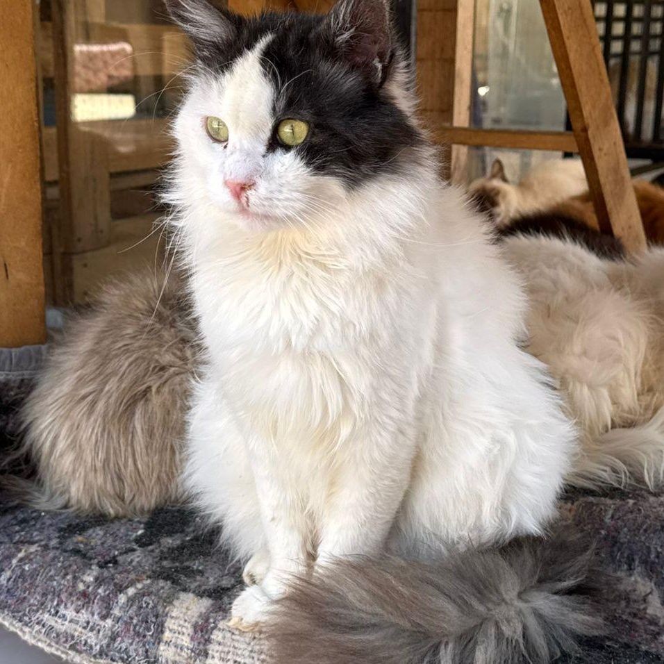 Enlarge Lumi - Susan Tao & Willis Xu, an adopted mixed breed in Brampton, ON image 1/4