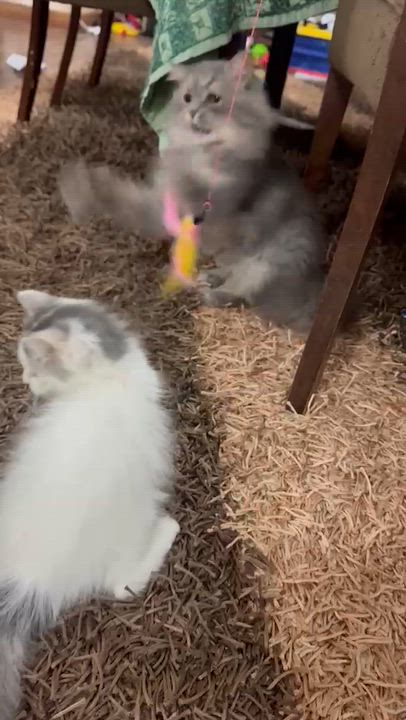 Enlarge Lumi - Susan Tao & Willis Xu, an adopted mixed breed in Brampton, ON video 2/4