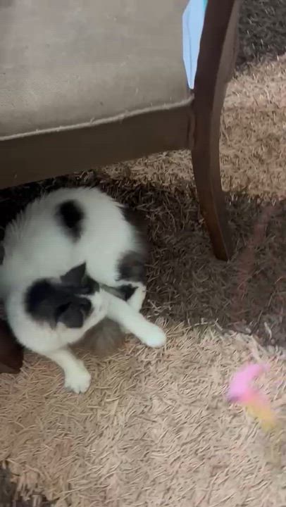 Enlarge Lumi - Susan Tao & Willis Xu, an adopted mixed breed in Brampton, ON video 3/4