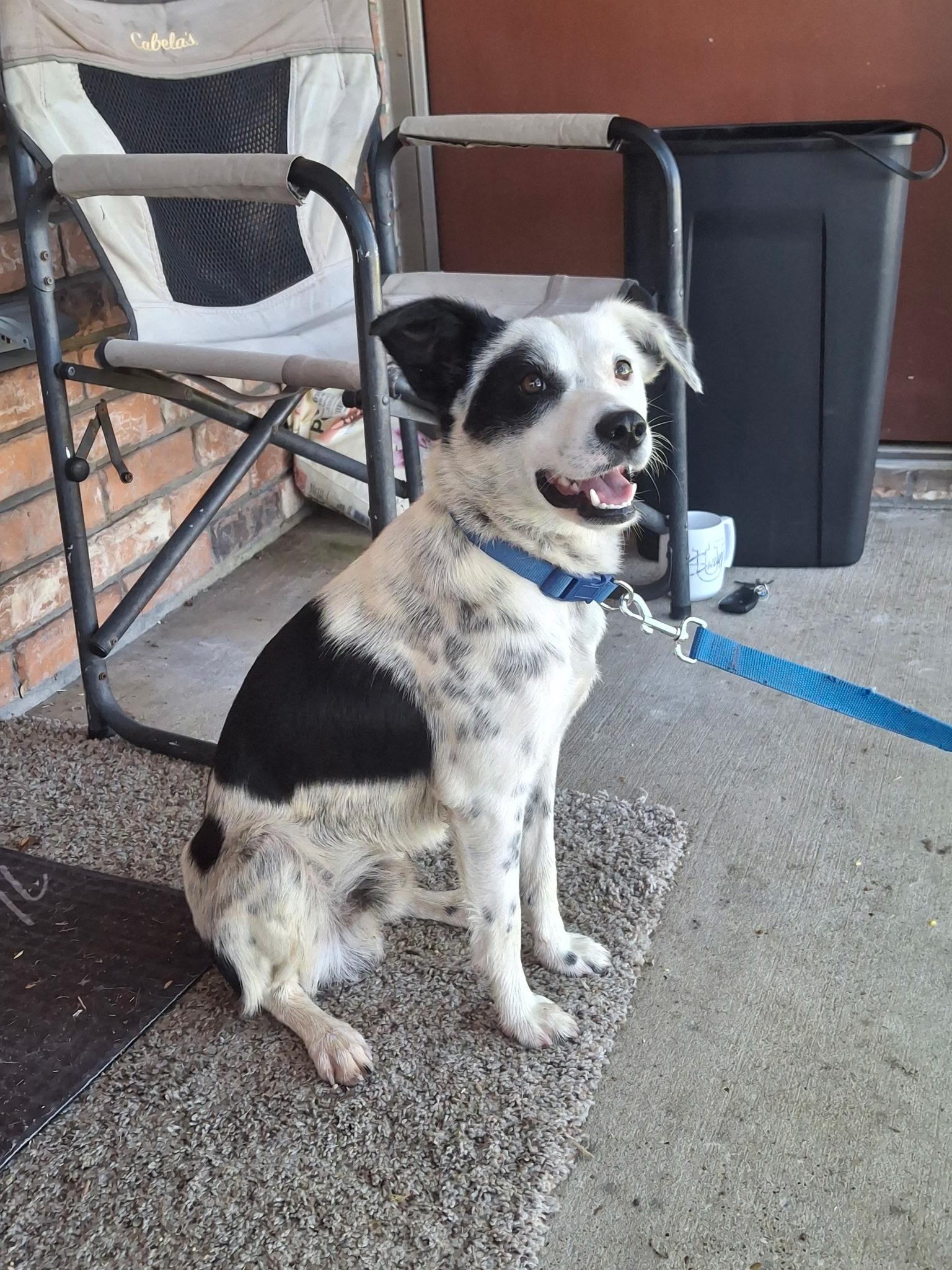 Enlarge Benny , an adoptable mixed breed in Forney, TX image 3/3