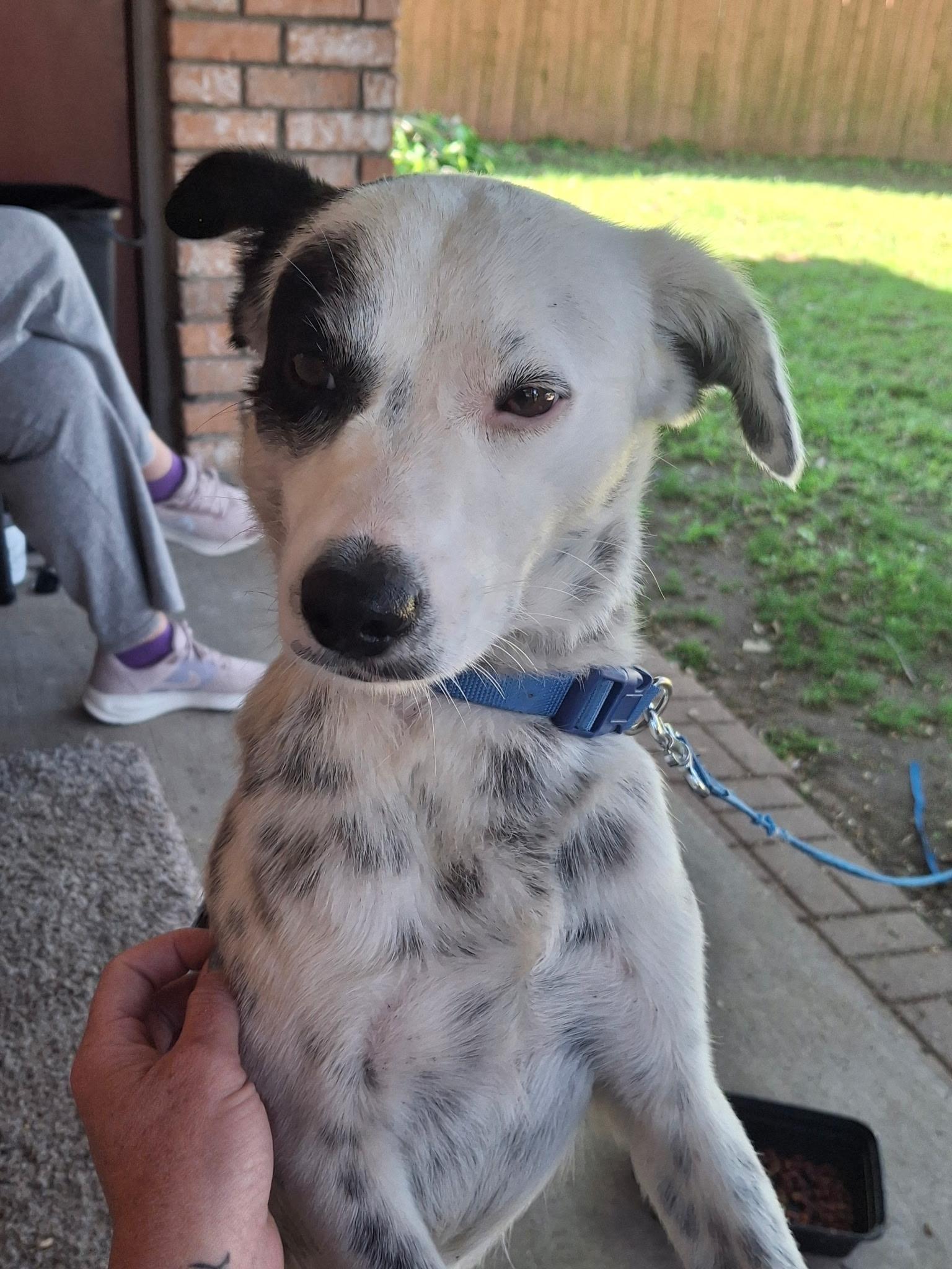 Enlarge Benny , an adoptable mixed breed in Forney, TX image 1/3