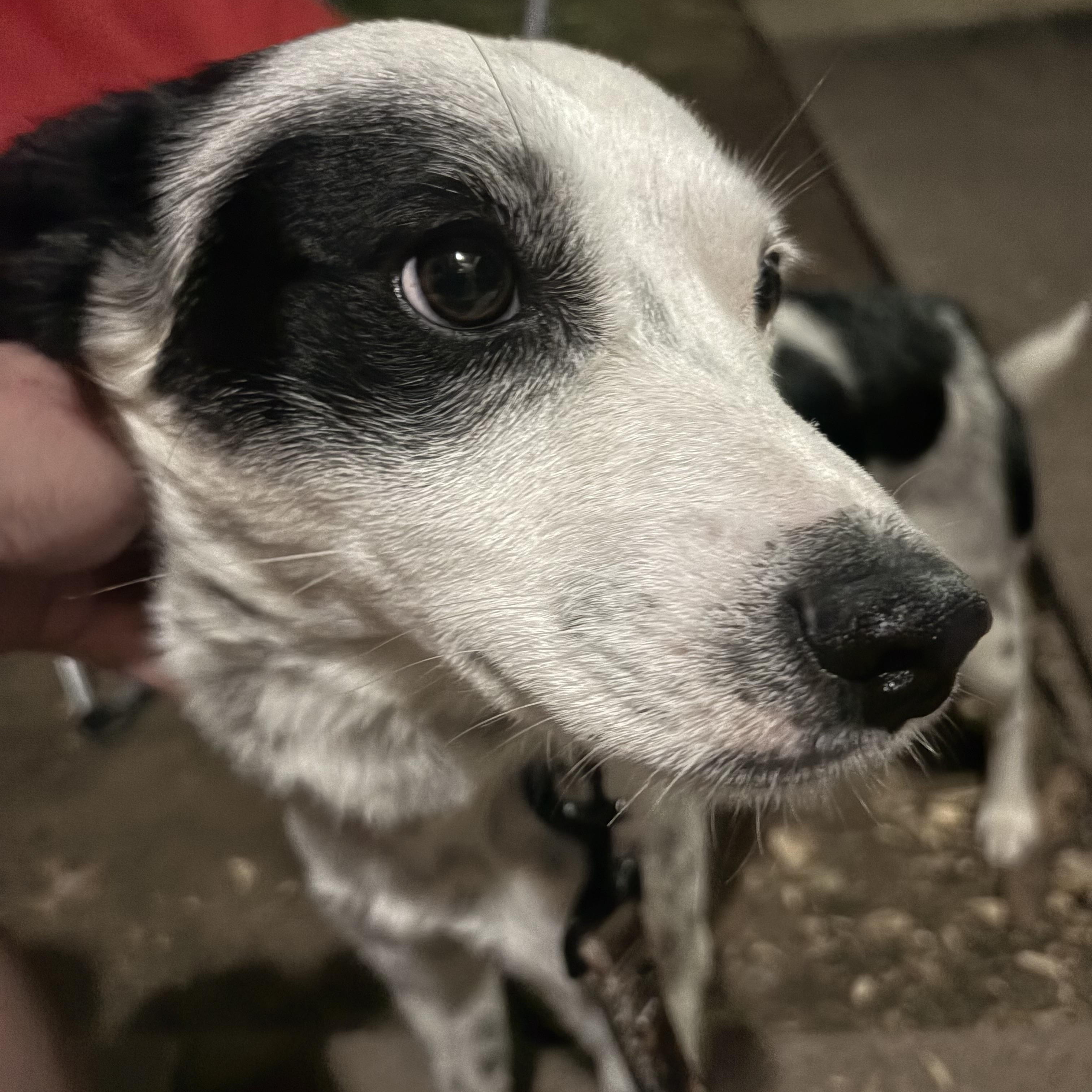 Enlarge Benny , an adoptable mixed breed in Forney, TX image 2/3