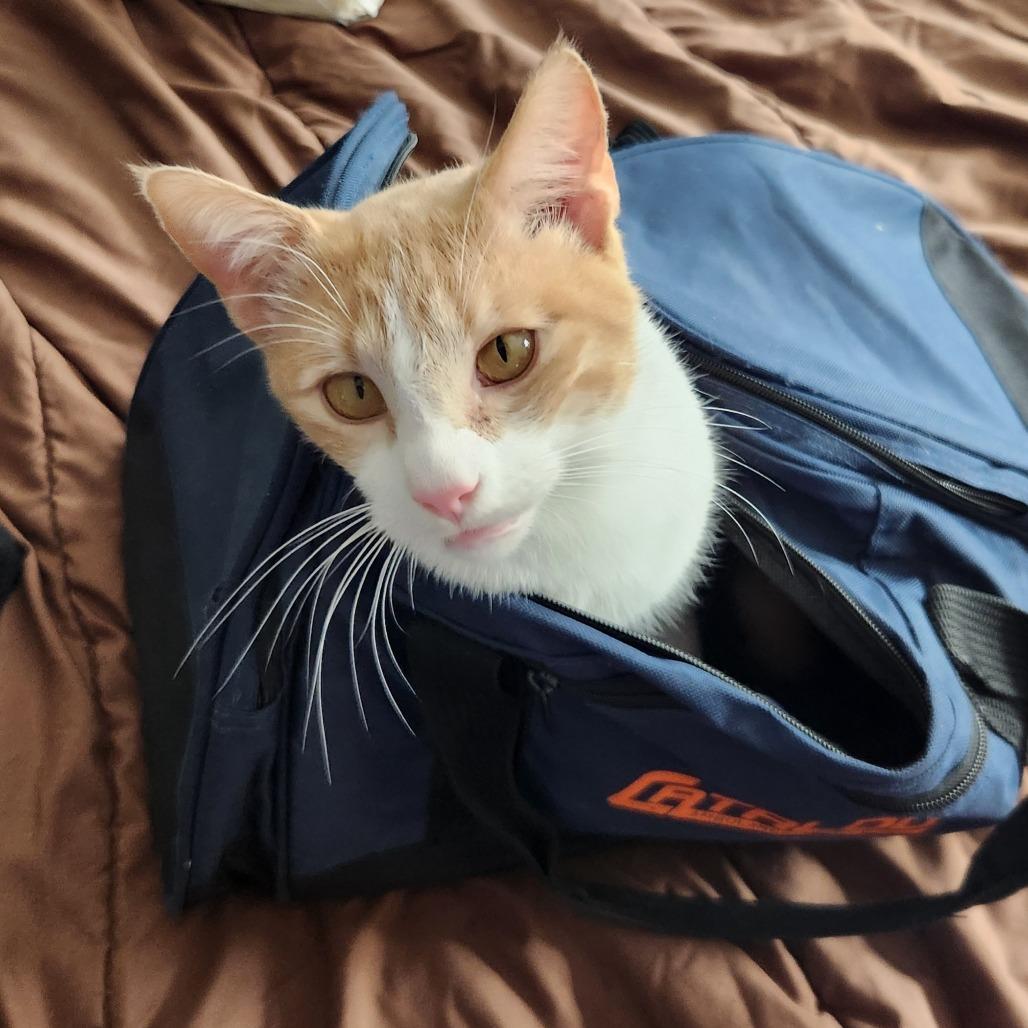 Twister, Adoptable, Adult Male Domestic Short Hair.