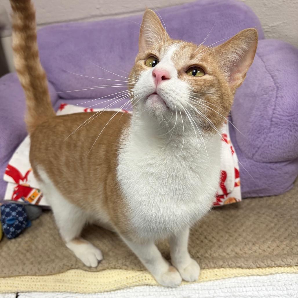 Enlarge Twister, a Adoptable Domestic Short Hair in Hopkinton, MA image 2/5