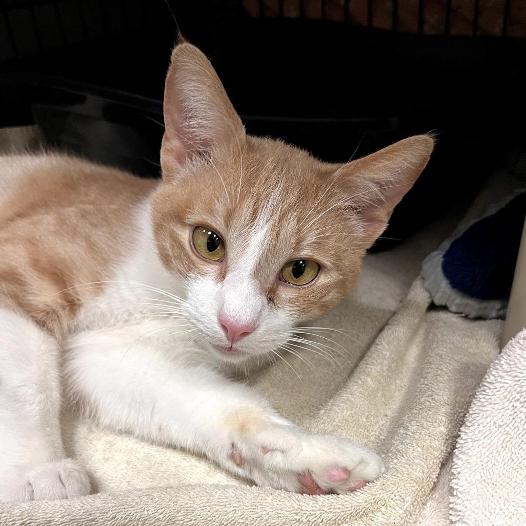 Enlarge Twister, a Adoptable Domestic Short Hair in Hopkinton, MA image 3/5