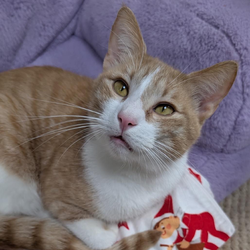 Enlarge Twister, a Adoptable Domestic Short Hair in Hopkinton, MA image 4/5