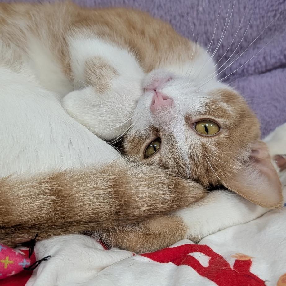 Enlarge Twister, a Adoptable Domestic Short Hair in Hopkinton, MA image 5/5