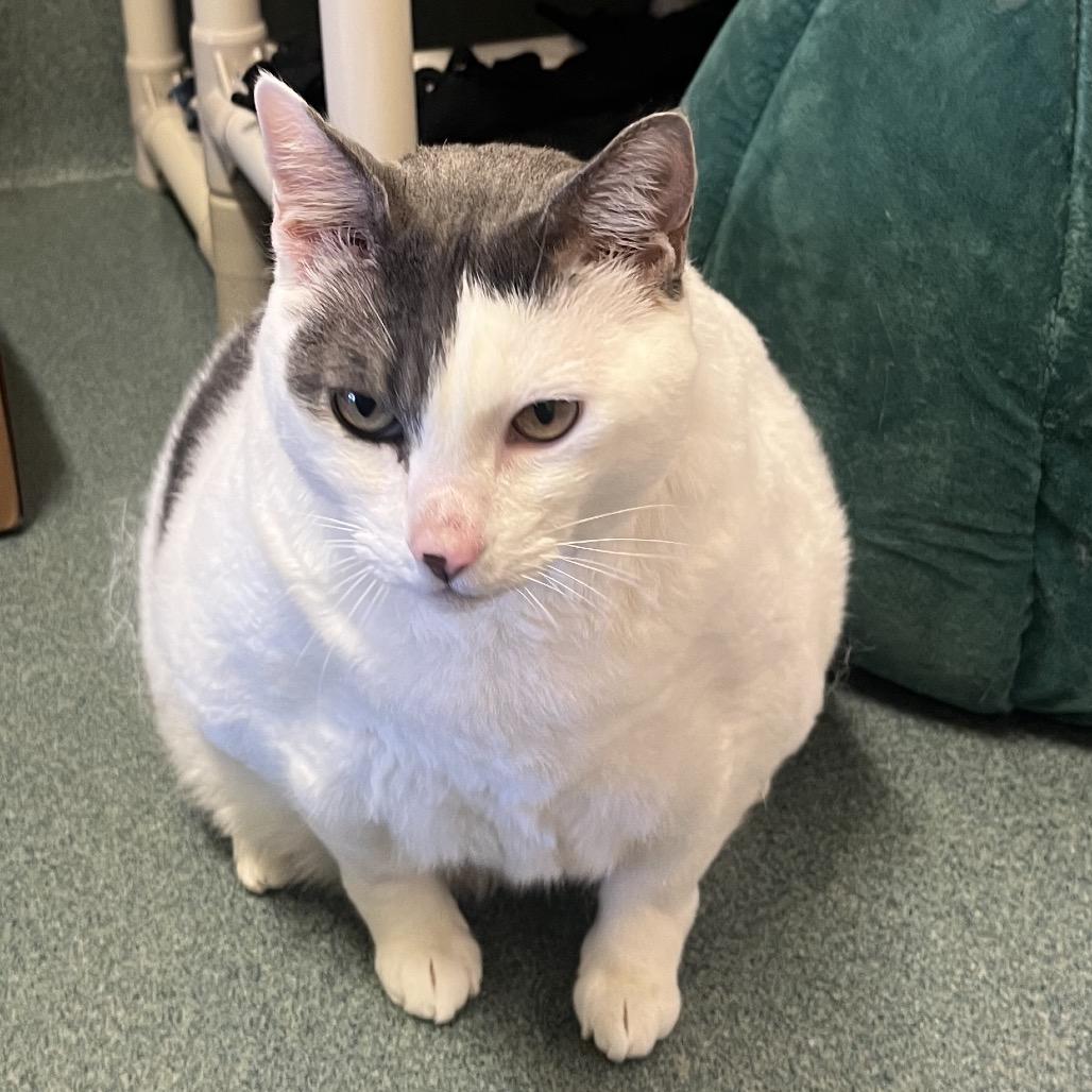 Oliver — thumbnail 2