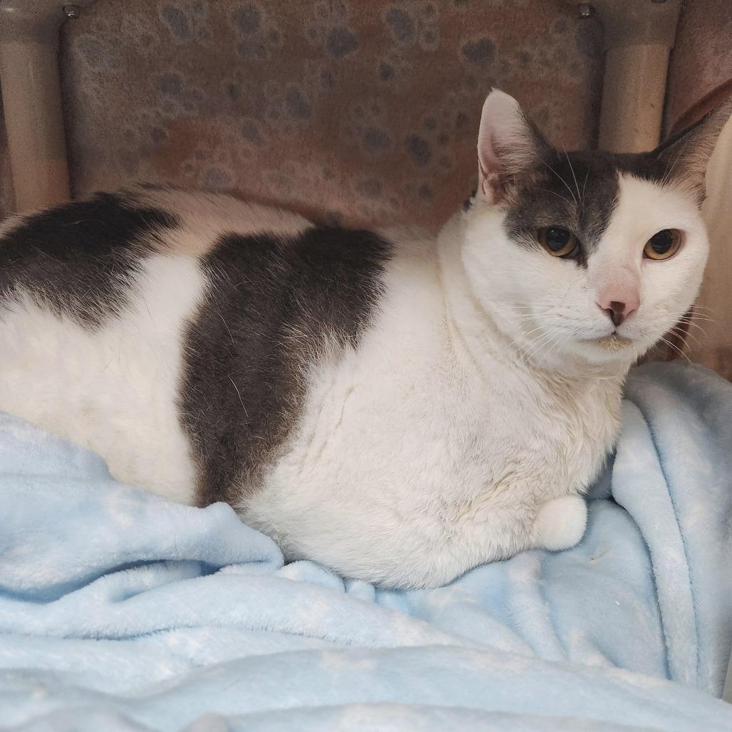 Oliver — thumbnail 3