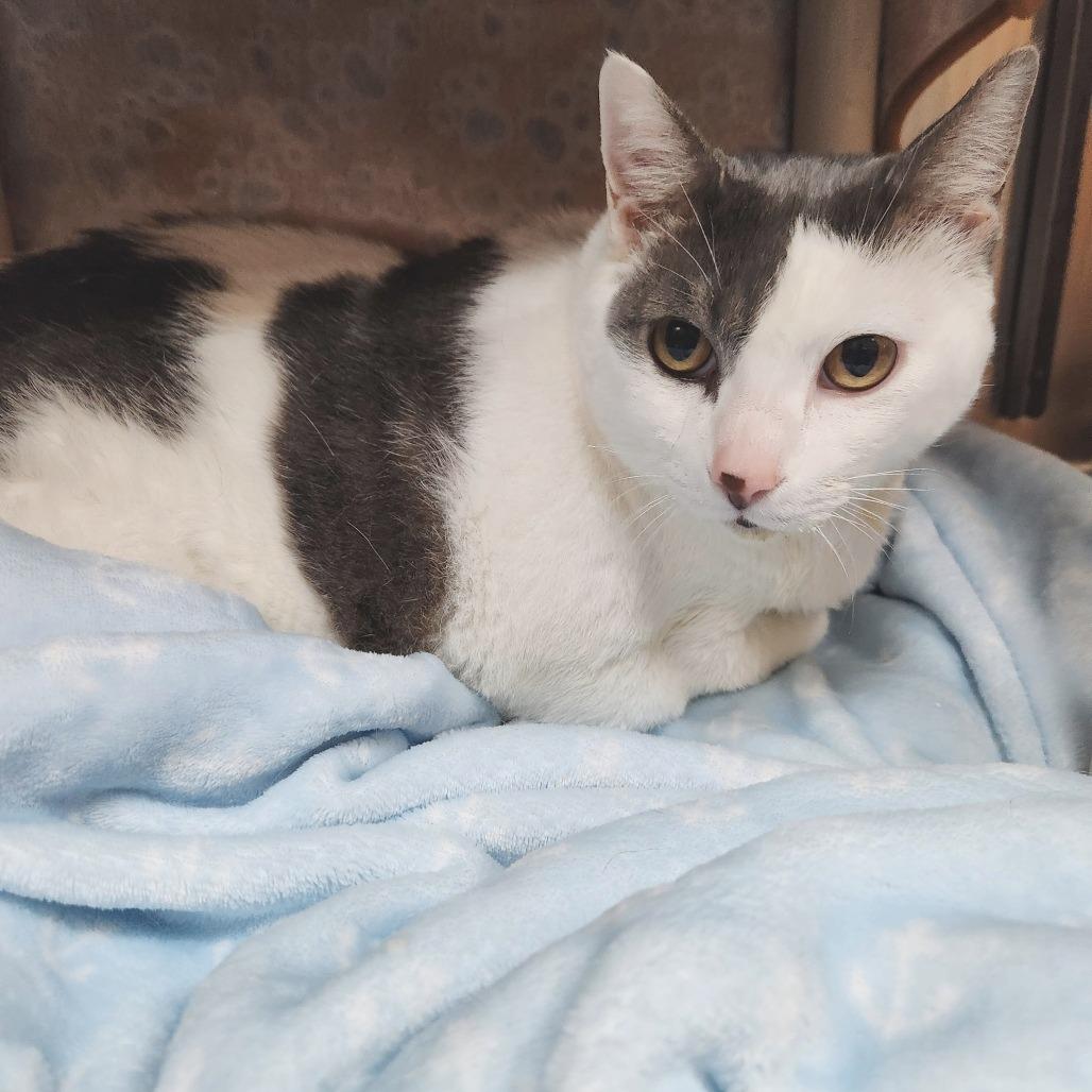 Oliver — thumbnail 4