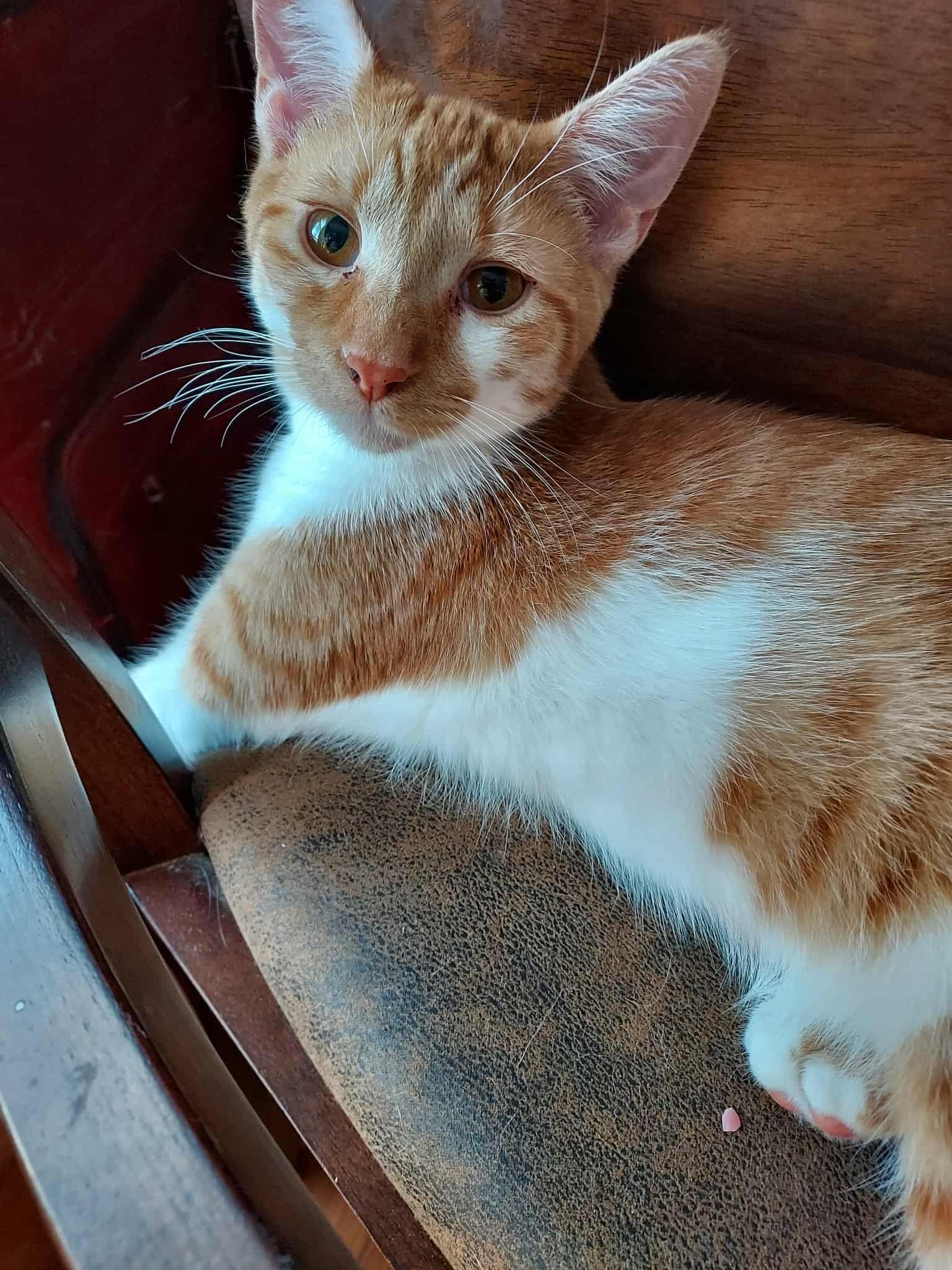 Enlarge Tiger, a Adopted Domestic Short Hair in Goshen, IN image 1/1