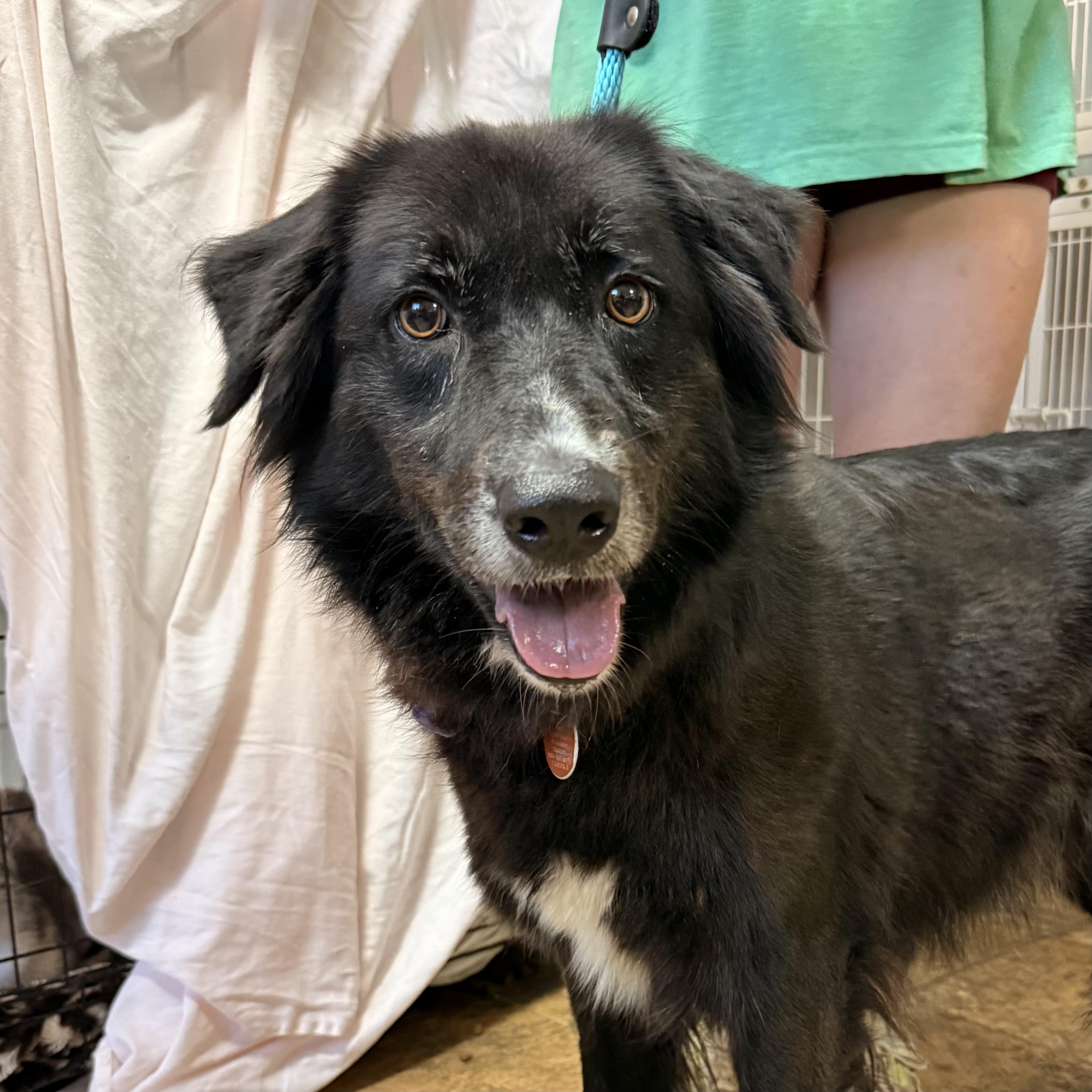 Enlarge Shade, a Adoptable mixed breed in Boothbay, ME image 2/6
