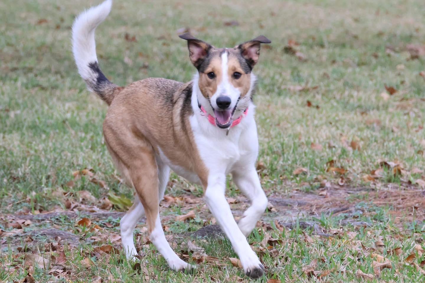 Enlarge Mia and Milo, a ADOPTABLE mixed breed in Houston, TX image 3/4