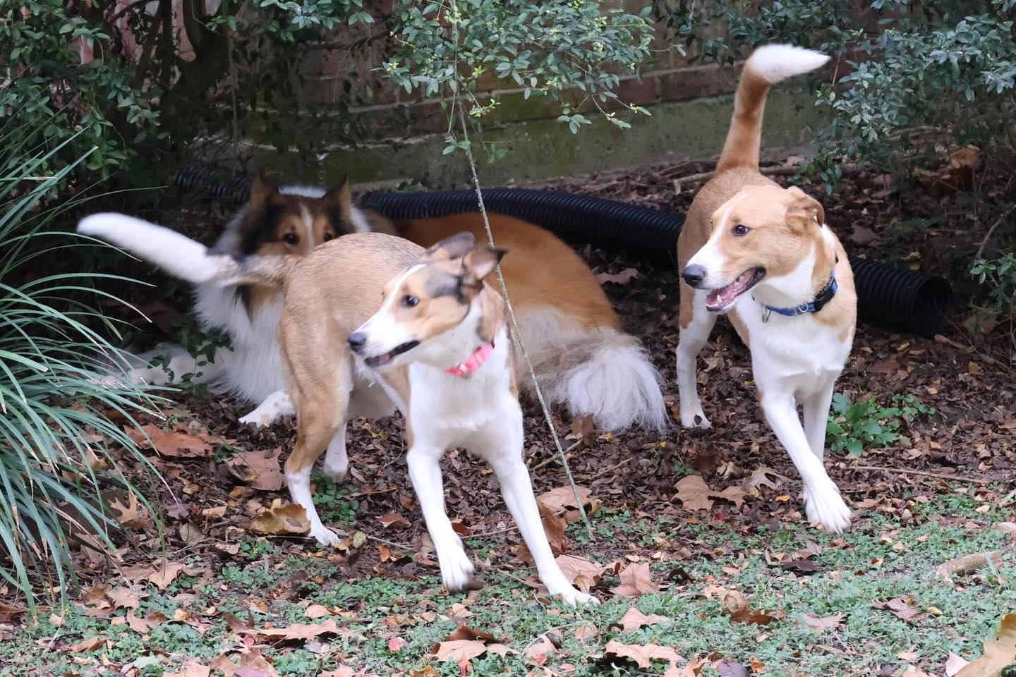 Enlarge Mia and Milo, a ADOPTABLE mixed breed in Houston, TX image 1/4