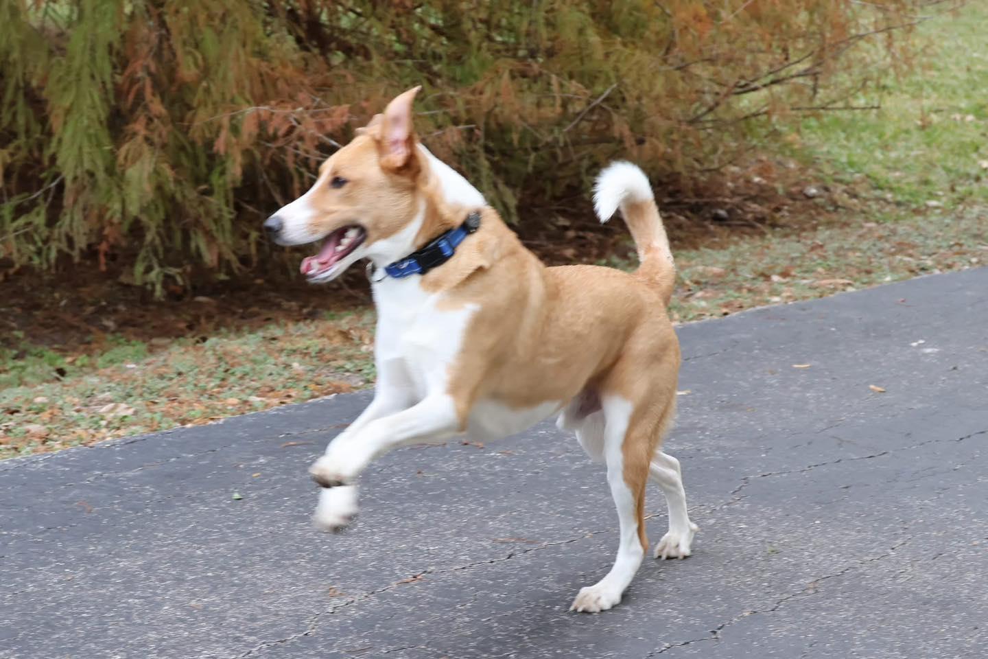 Enlarge Mia and Milo, a ADOPTABLE mixed breed in Houston, TX image 2/4