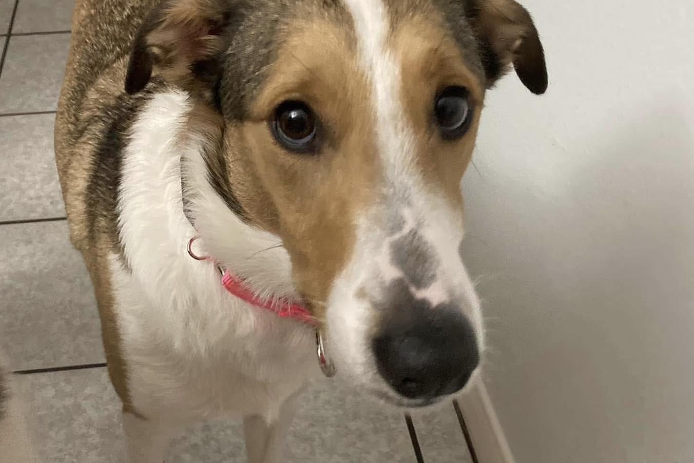 Enlarge Mia and Milo, a ADOPTABLE mixed breed in Houston, TX image 4/4