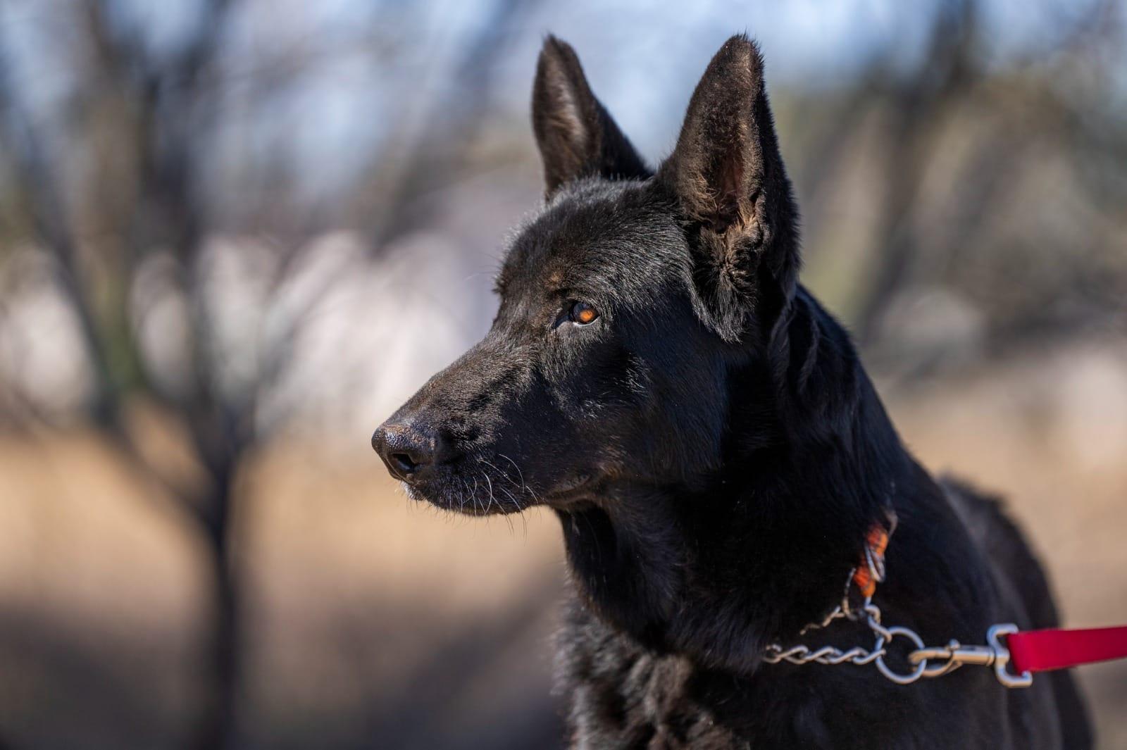 Enlarge Truffles, a ADOPTABLE German Shepherd Dog in Southport, CT image 5/5