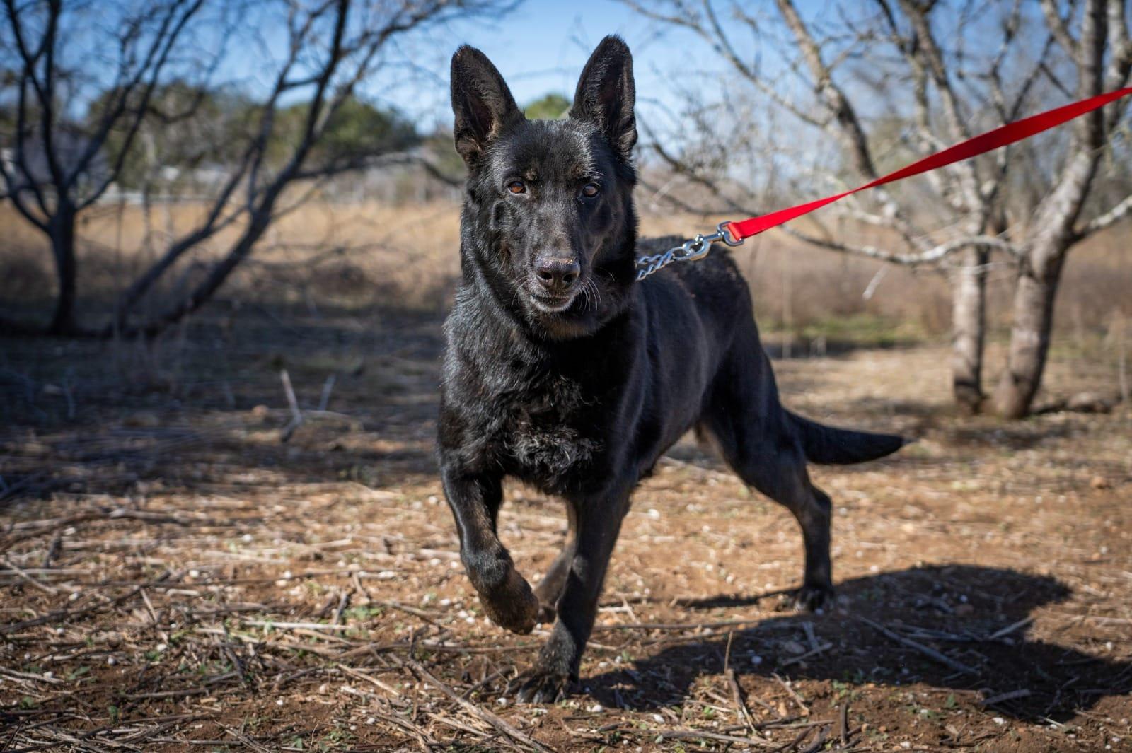 Enlarge Truffles, a ADOPTABLE German Shepherd Dog in Southport, CT image 1/5