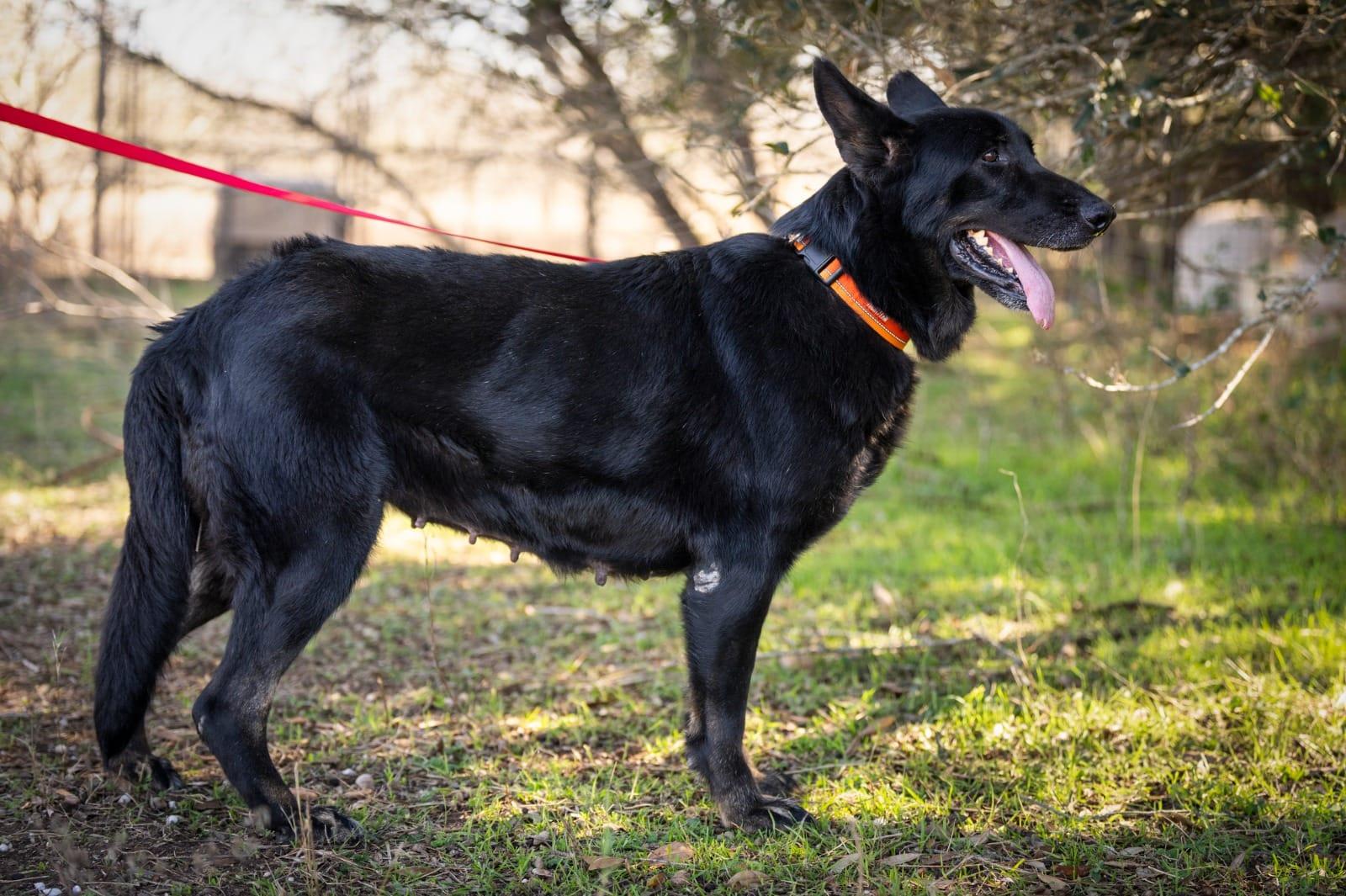 Enlarge Truffles, a ADOPTABLE German Shepherd Dog in Southport, CT image 4/5