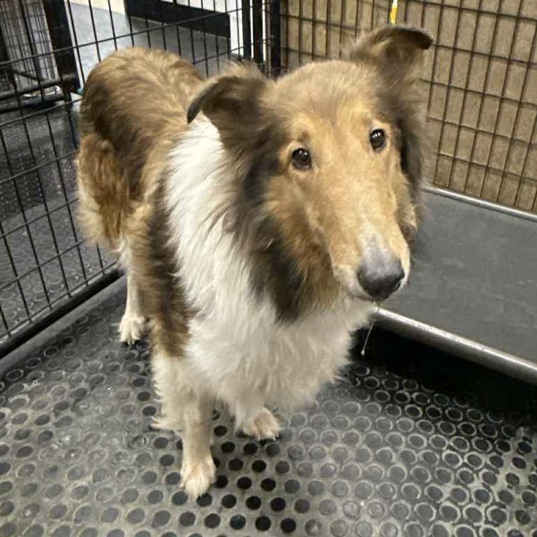 Lacie - Foster Home Needed