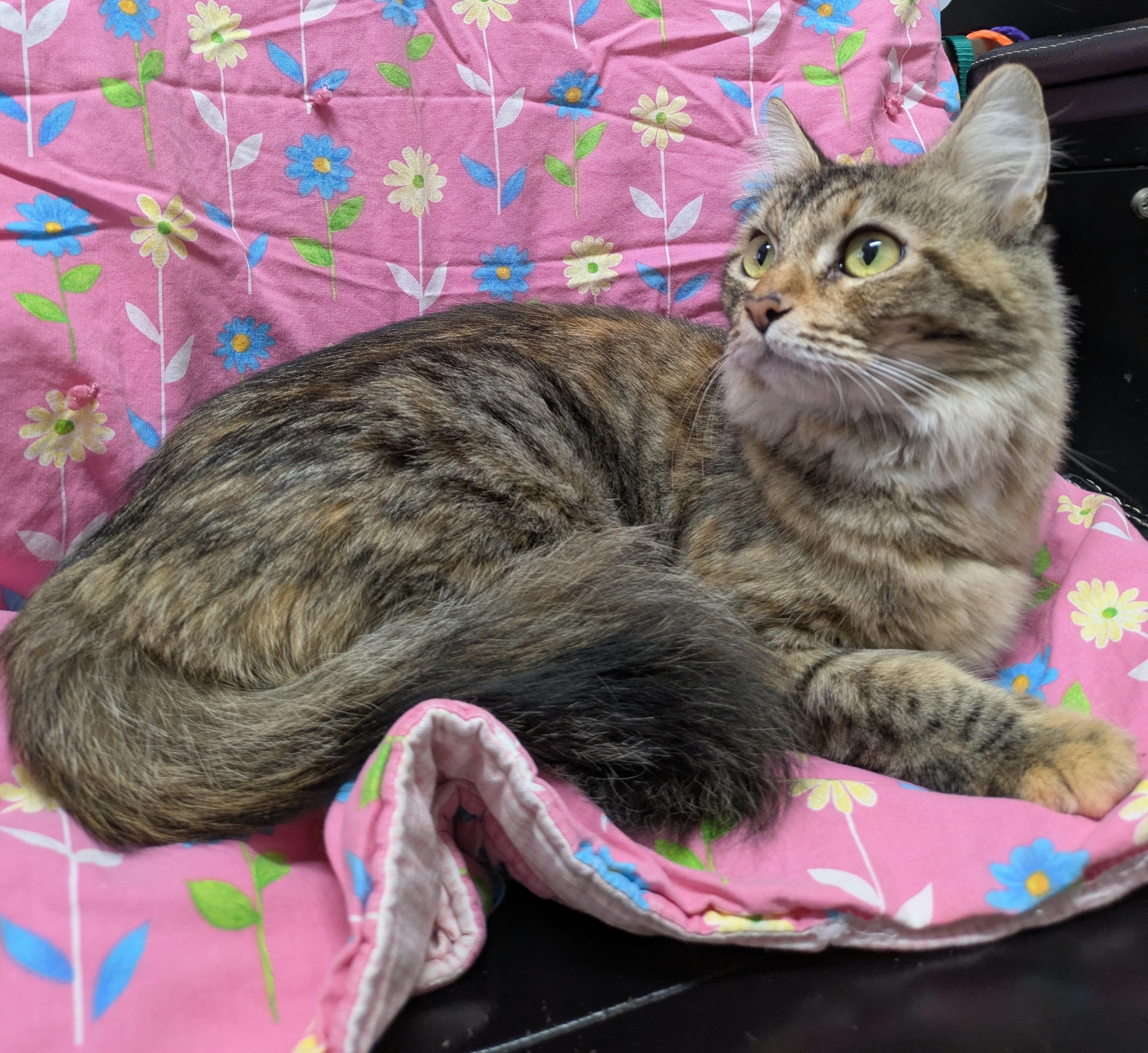 Enlarge Maisie, a Adoptable Domestic Medium Hair in Bisbee, AZ image 1/1